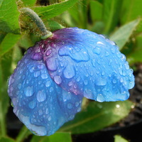 Meconopsis 'P. C. Abildgaard'